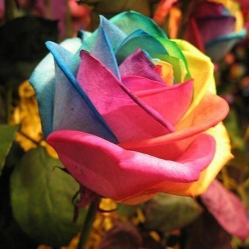 Посмотрите руководство по выращиванию семян - Радужная / разноцветная роза