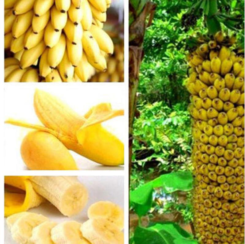 Посмотрите руководство по выращиванию семян - Банан карликовый (мини банан)