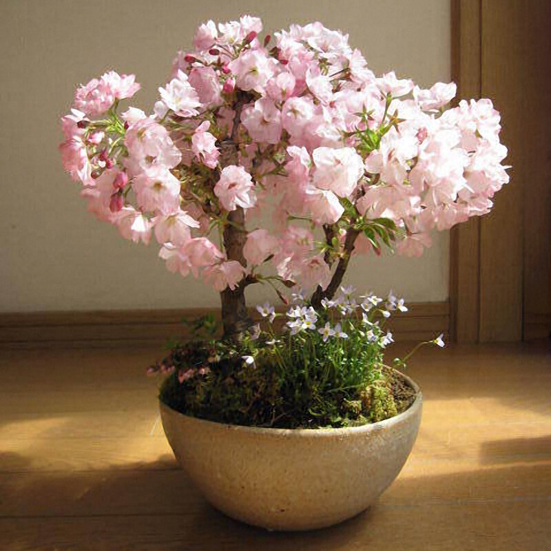 Посмотрите руководство по выращиванию семян - Сакура многолетний цветок (Бонсай)