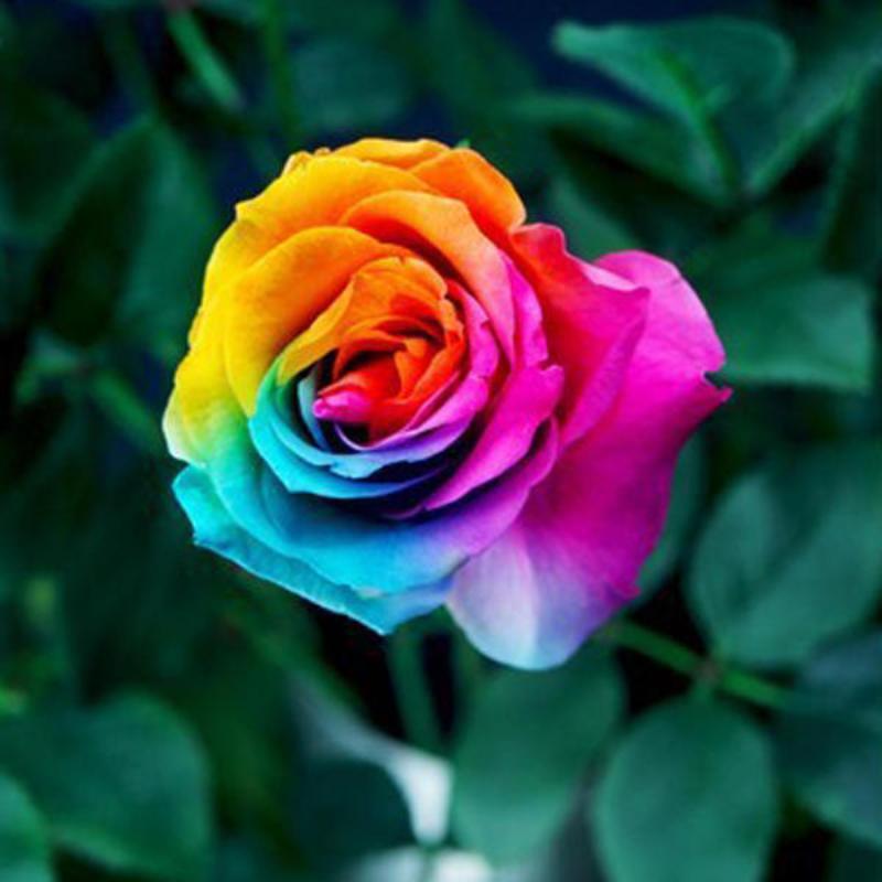 Посмотрите руководство по выращиванию семян - Радужная / разноцветная роза