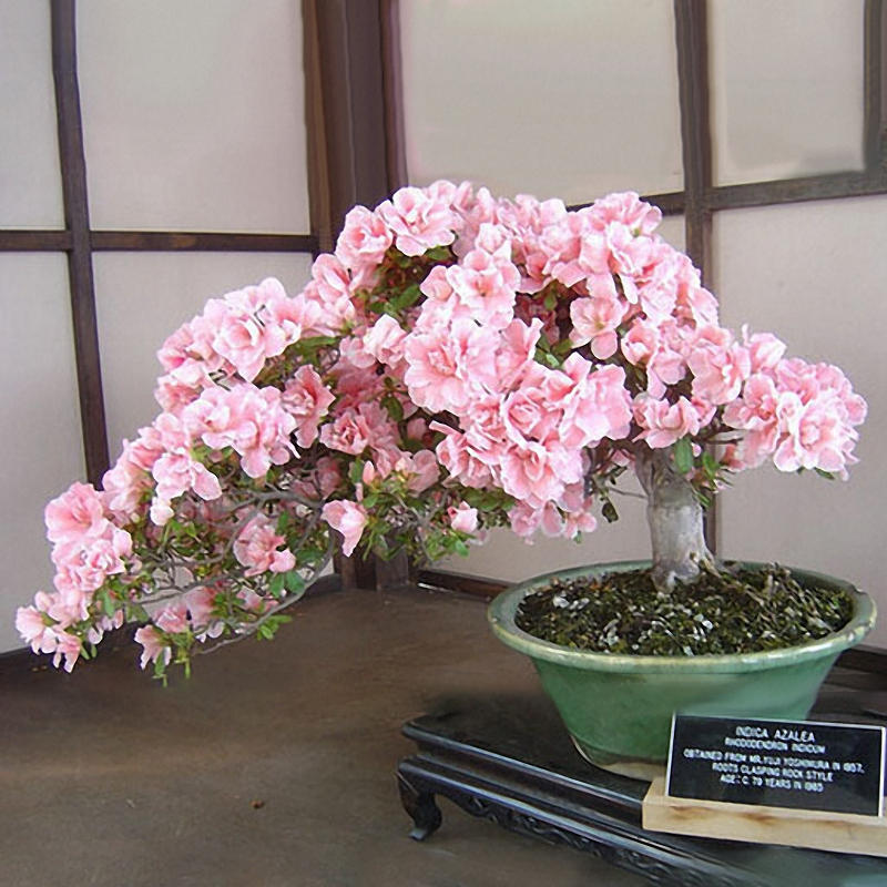 Посмотрите руководство по выращиванию семян - Сакура многолетний цветок (Бонсай)