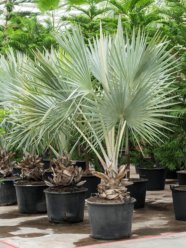 Посмотрите руководство по выращиванию семян - Тропический кокос Бутия
