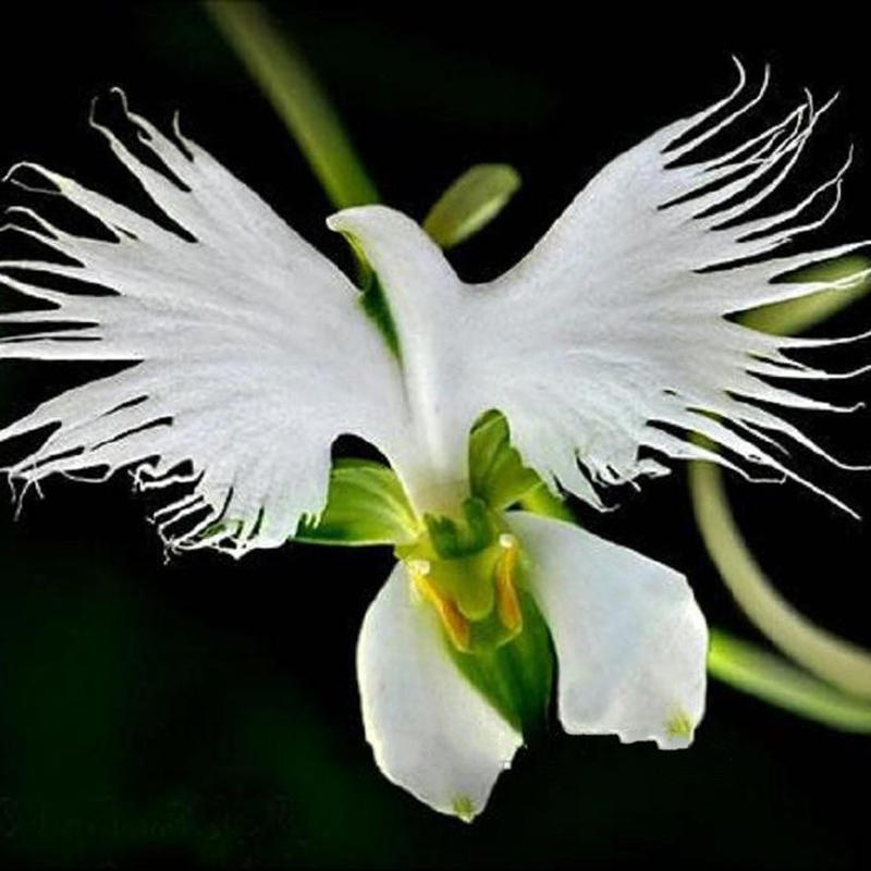 Посмотрите руководство по выращиванию семян - Японская цапля (Белая орхидея)